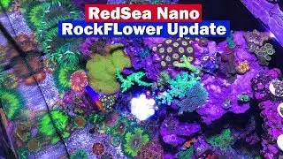 Rock Flower Anemone Spawn and Update in the Red Sea Nano Reef Aquarium