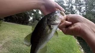 I was struggling... (Pond Bass Fishing)