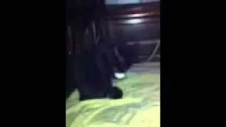 CLASSICAL CATS
