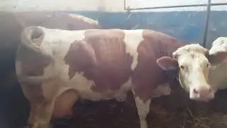 MALA NIESPODZIANKA ,,MALE OBEJSCIE =KROWY SM.