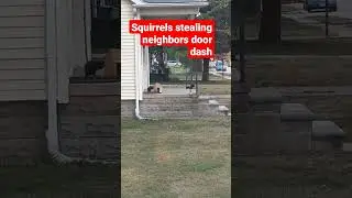 SQUIRRELS STEALING NEIGHBORS DOOR DASH FOOD#sayitwithatshirt,