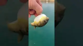 When a fish gets excited, its belly becomes rounder and rounder.