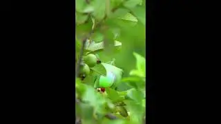 Birds eating fruits with natural romantic sounds.