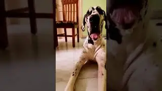 We love Great Danes | Our Gentle Giants | #shorts#gentlegiant#greatdane