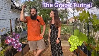 Building The Grape Tunnel