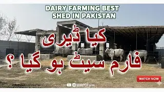 Dairy farming in Pakistan || #mpofarm || #youtube 