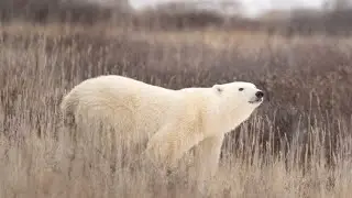 Churchill, Manitoba. Polar Bear Capital of the World