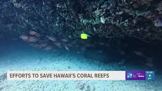 Efforts underway to save Hawaii's coral reefs