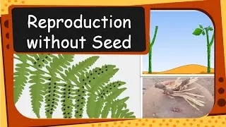 Science - Plant Reproduction without seed - English