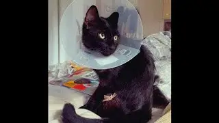 Meimuna - lullaby for a satellite
