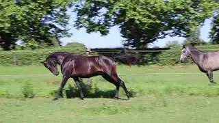 Black Rubi du Coussoul