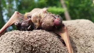 Eastern Red Bat | Myrtle Beach Safari