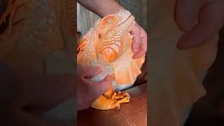 After-bath procedures&hellip; 🧡 #dragonandme #pet #reptile #lizard #mypet #cute #iguana #orange
