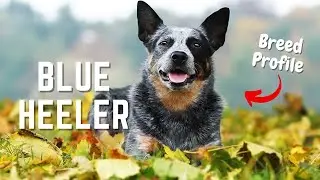 Blue Heeler Dogs: Everything You NEED To Know About Australian Cattle Dogs | Pet Insider