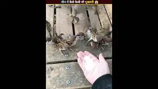 Nature's Deadly Revenge On China 😱 For Sparrow Bird 🐦