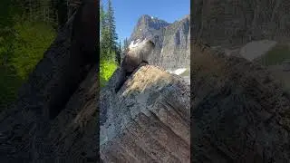 POSER! 😂Hoary Marmot comes out and poses on rock! So beautiful! 😍 #shorts #wildlife #glacier
