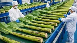 Inside a High Tech Banana Stem Factory You’ve Neve