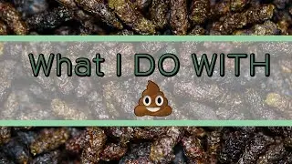What I do with stick insect poo