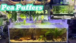 Pea Puffer Life Part 2! #fishroom #pufferfish #fish #pnw #viral #community #fishkeeping #pets #fish 