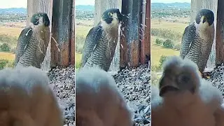 FalconCam Project~💩😯 😁Girri hits Di's face~4:24 PM 2025/11/28