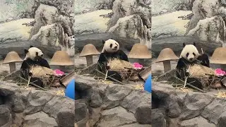 Curiosity Hook: What is this Panda Searching For? 🐼 Outdoor Enrichment Fun
