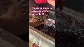 Chip is broody #chicken #hatch #broody #bird #chicks #farm #homestead #shortvideo #funny #feathers