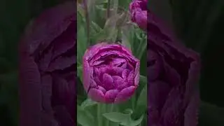 チューリップの花「ブルー・ダイヤモンド」／TULIP FLOWER 