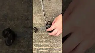 #dailyshorts #shortvideo #nature #trending #viral #Rynza