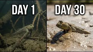 This Fish Can Walk on Land Day 1 → Day 30 Full transformation