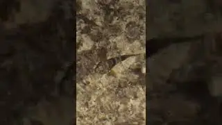 Blenniidae alias Bavosa #bavosa #fish #sea #surprise #sicilia #siciliabedda
