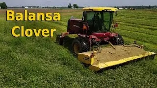 Harvesting Clover in the MUD