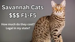 Savannah Cats F1-F5: How Much Do They Cost? Legal In My State?