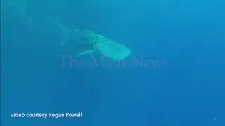 Whale shark entangled off Molokini | The Maui News