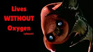The Vampire Squid's INSANE Adaptation to the Deep Sea