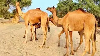 Watering Hole Camels