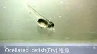 #1 World premiere.Ocellated icefish fry.世界初ふ化。ジャノメコオリウオの稚魚