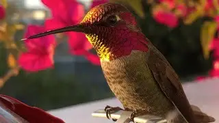 Mesmerizing Hummingbird in 4k