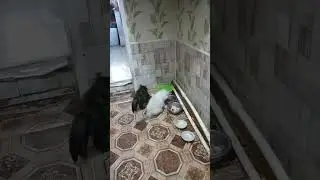Kittens | breakfast #shorts