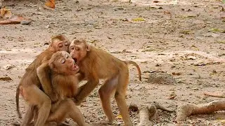 So Happy Playing Monkey Rolex With New Abandoned Monkey Robert And Poor Baby Monkey Sok