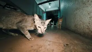 Feeding Stray Cats at the Local Market 290 | Quiet Cat Moments with English Subtitles