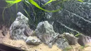 healthy huge black skirt tetra