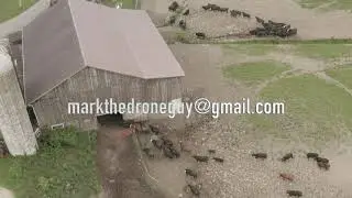 Drone video of a cow farm