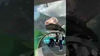 Take a trip down the Otter Tunnel Slide!! 🦦 Meet the North American River Otters 💕#shorts