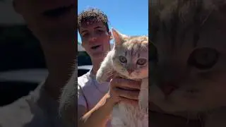Майло &mdash; главный приоритет 🤷🏻&zwj;♂️ #кошки #любителькошек #смешныекоты #catsoftiktok #знакомства #кот