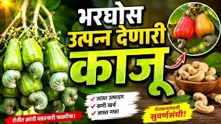 वेंगुर्ला-9 लागवडीस सर्वोत्तम काजू व्हरायटी!#vengurla-9
