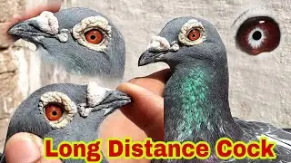 Top Performer Cock | Denmark Line Racing Pigeon | Racing Pigeons 2022