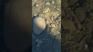 Predaceous Diving Beetle larva in puddle - April 15th 2020