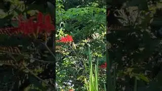 Hummingbird in Stanley Park Vancouver Canada #nature #wildlife #fun #beautiful #birds