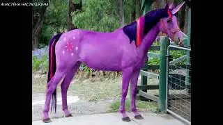 Unic&oacute;rnios DESENHO vs REALIDADE
