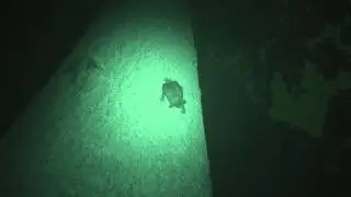 Naked Bulldog Bat (08Apr2014d)